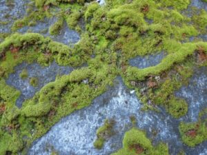 びっしりと広がる青々とした苔